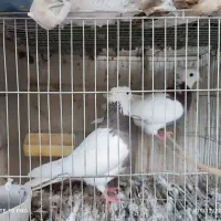 طوقی|پرنده|قنوات, |دیوار