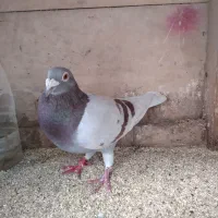 کبوتر مسافتی|پرنده|سنگر, |دیوار