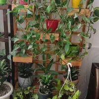 استند گل و گلدان هایش
