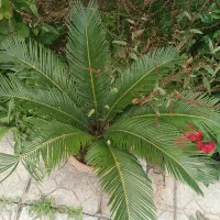 سیکاس بهمراه گلدان