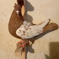 کفتر ماده بزن|پرنده|کازرون, |دیوار