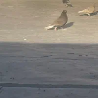 کبوتر اصفهانی|پرنده|زارچ, |دیوار