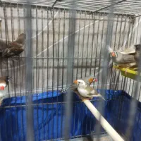 فنچ تعدادی|پرنده|اندیشه, اندیشه فاز ۱|دیوار