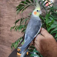 عروس هلندی فول دستی نژاد سخنگو