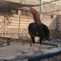 خروس لاری