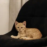 واگذاری گربه دو ماهه|گربه|تهران, المهدی|دیوار