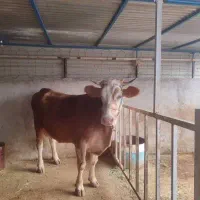 گاو سیمینتال 6 ماه آبستن