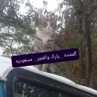 گربه نر dsh گمشده
