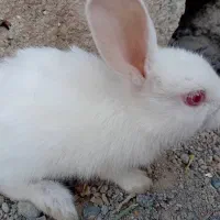 خرگوش|موش و خرگوش|جیرفت, |دیوار