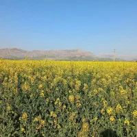 اجاره زمین کشاورزی کانی کچکینه