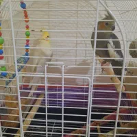 عروس هلندی نر و ماده|پرنده|سهند, |دیوار