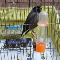 مرغ مینا سالم ۱۰ ماهه