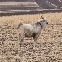 یک بزغاله بختیاری|حیوانات مزرعه|کرمانشاه, |دیوار