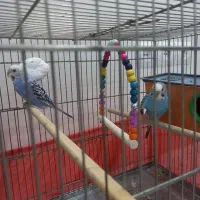 یک جفت مرغ عشق|پرنده|فردیس, داوری|دیوار