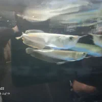 آروانا سیلور