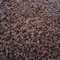 فخری پاک شده