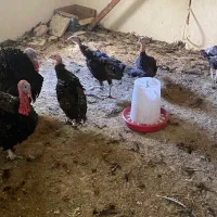 بوقلمون نر وماده برنز تخم گذار