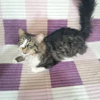 واگذاری گربه سیبرین روسی بزرگ