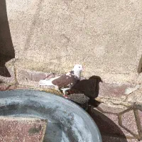 کبوتر ابلق کاکل دار