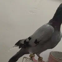 تعدادی کبوتر