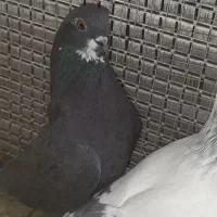 شامی گچی و سیاه کاشونی|پرنده|فولادشهر, مسکن مهر فولادشهر|دیوار