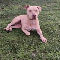 پیتپول|سگ|لنگرود, |دیوار