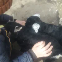 بزغاله نر و ماده|حیوانات مزرعه|چابکسر, |دیوار