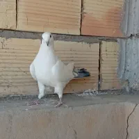 کبوتر پرشی|پرنده|سمنان, |دیوار