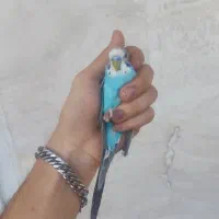 مرغ عشق