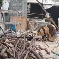 بره ترکی هیکلی