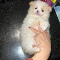 سگ پامرانین|سگ|تهران, پاسداران|دیوار