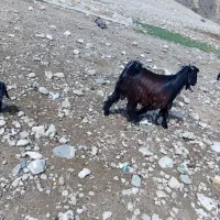 فروش.  کهره.زنده