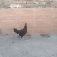 مرغ|حیوانات مزرعه|خاش, |دیوار