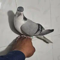 ماده سینه دم پاک|پرنده|اصفهان, ارغوانیه|دیوار
