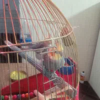 2 تا عروس هلندی