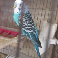 مرغ عشق