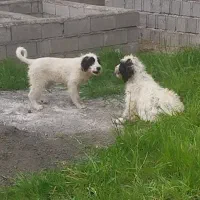 واگذاری سگ نگهبان