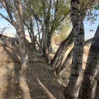 قلمه|گل و گیاه طبیعی|ارشق, |دیوار