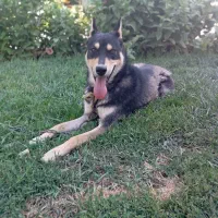 سگ هاسکی ژرمن|سگ|تربتحیدریه, پائین ولایت|دیوار