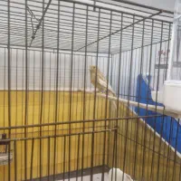 نر و ماده اماده