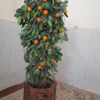 درختچه نارنگی