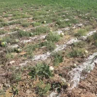 باسلام خدمت گاوداران عزیز