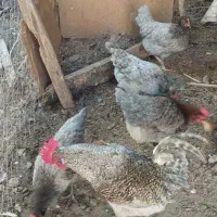 تخم مرغ طوس|حیوانات مزرعه|فاضل آباد, |دیوار