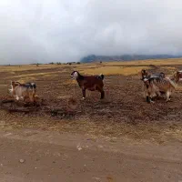 بز درجه یک|حیوانات مزرعه|اردبیل, |دیوار