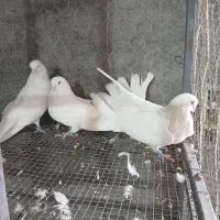 کفتر کبوتر سفید چشم نوک سفید سینه ای|پرنده|خمینی‌شهر, |دیوار