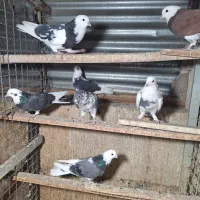 ۷ کبوتر درچه یک|پرنده|تهران, دهقان|دیوار