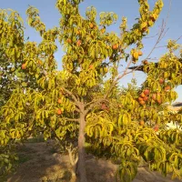 باغ ویلا|فروش خانه و ویلا|قرچک, صالح آباد|دیوار