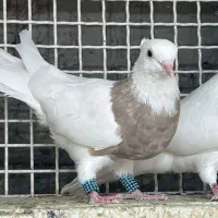 طوقی عروسک|پرنده|آبادان, |دیوار