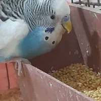 مرغ عشق مولد