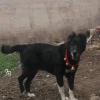 سگ لاس گله ای